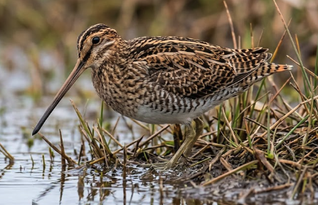 A snipe wading through marsh grass